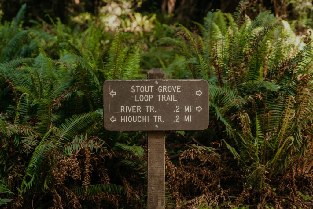 Wooden trail sign in front of lush green ferns pointing to Stout Grove Loop Trail, River Trail, and Hiouchi Trail, each 0.2 miles away.