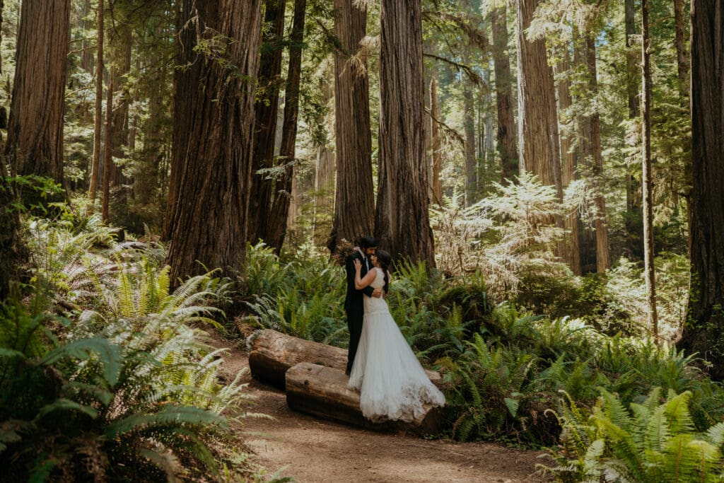 A couple eloping in the redwoods shares an intimate embrace on a fallen log, surrounded by towering redwood trees and lush green ferns under soft, dappled sunlight.