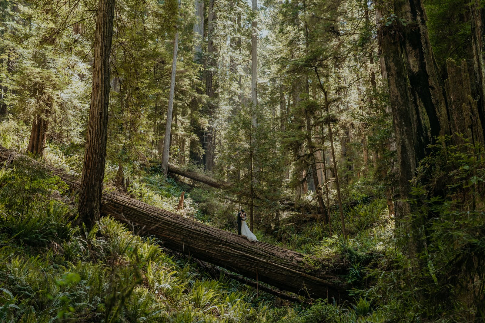 Couple eloping in the redwoods stands embraced on a mossy fallen tree, surrounded by towering ancient redwoods and dense green foliage in a serene forest setting.